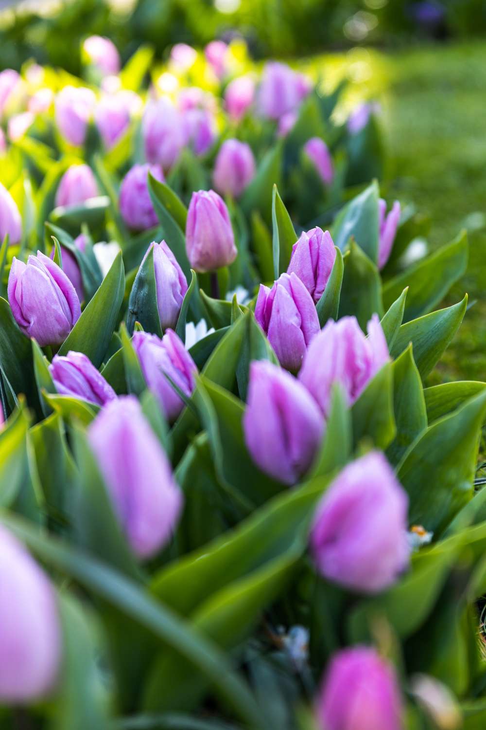 Tulipan 'Candy Prince'